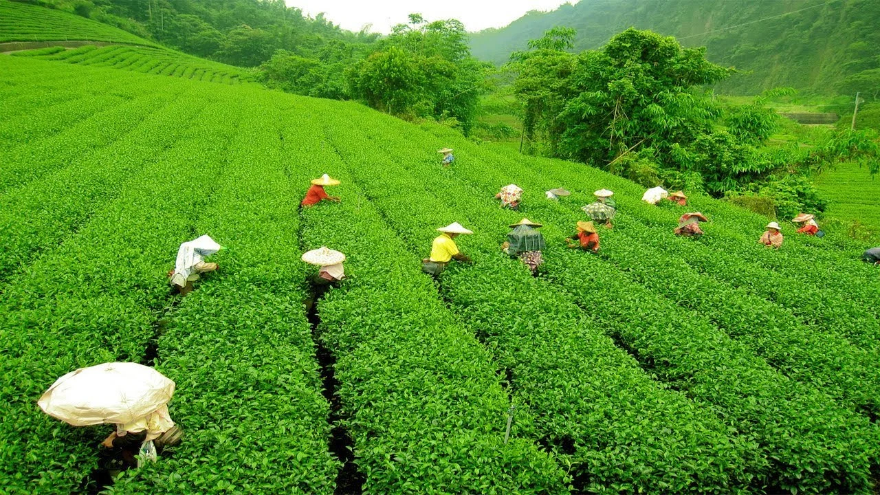Darjeeling, West Bengal