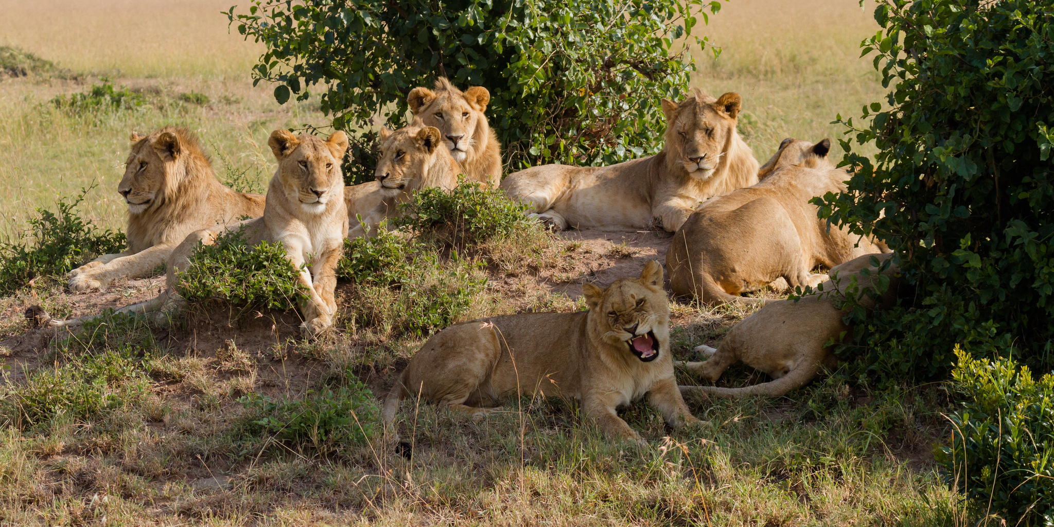 Animal Whisperer of Zambia