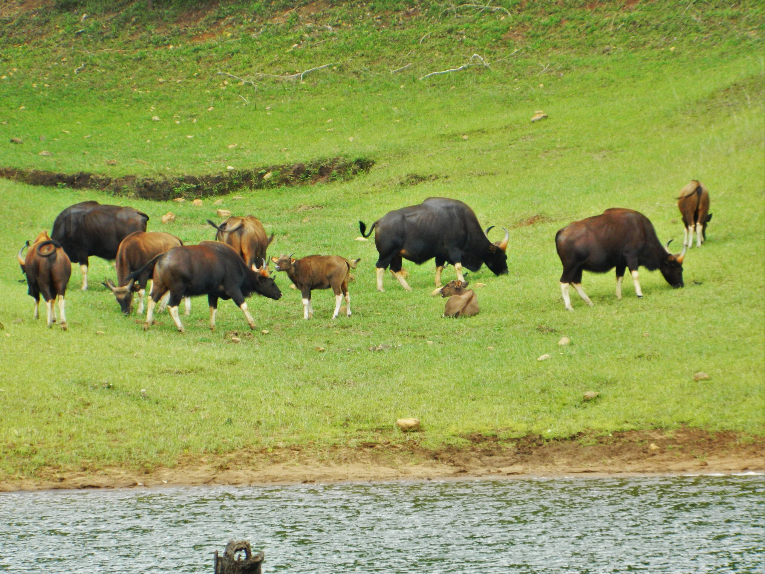 Periyar_National_Park