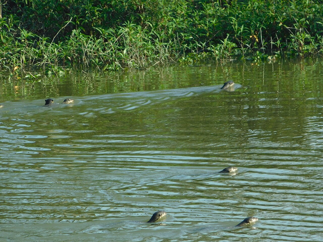 Periyar Wildlife Haven