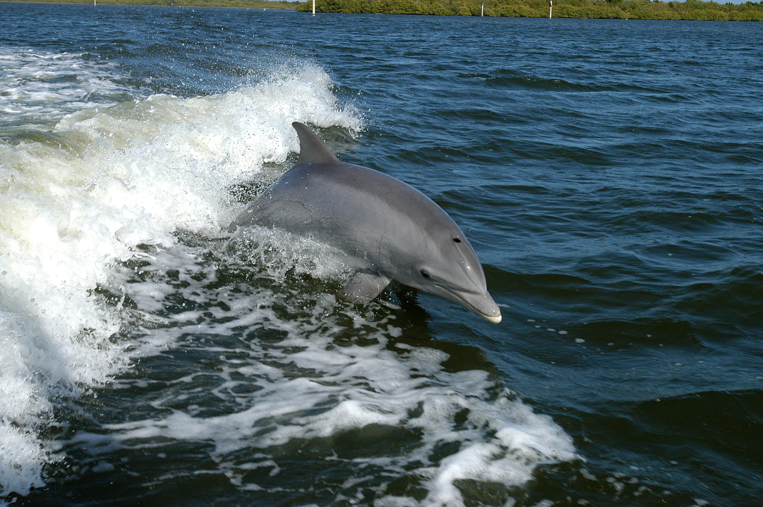 Tursiops_truncatus