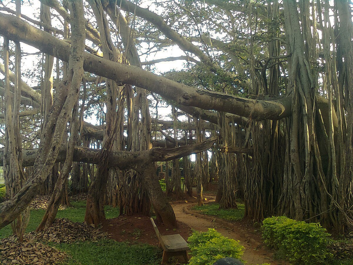 Nature walks in a rubber plantation