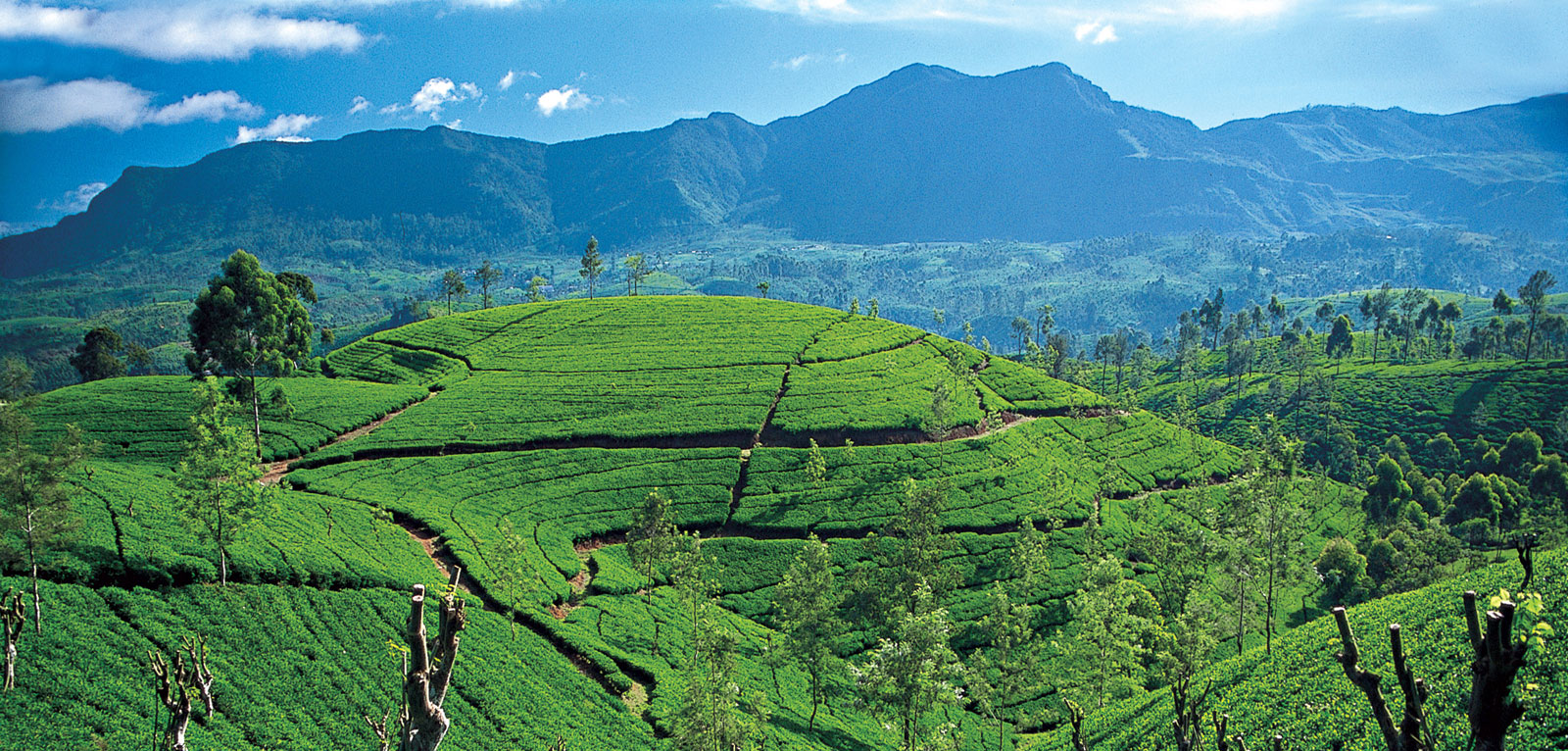 Nuwara Eliya