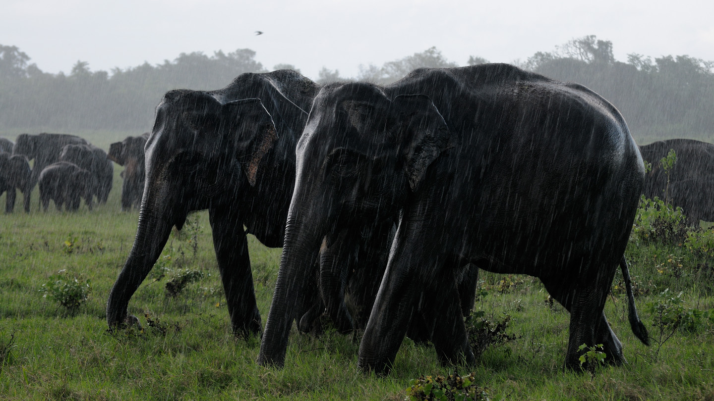 Kaudulla National Park