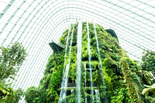 Cloud Forest