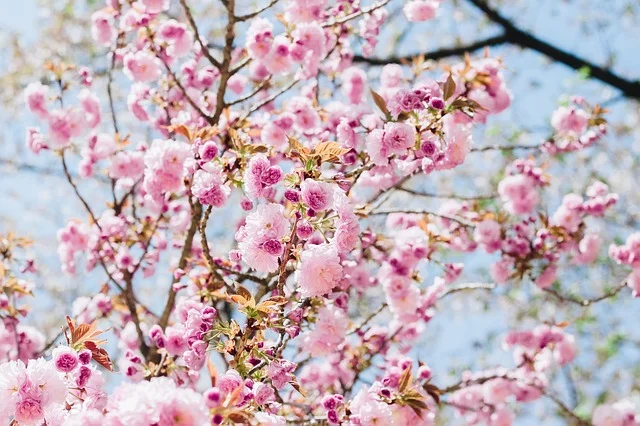 Witness the Magnificence Of Spring At Jinhae Cherry Blossom Festival