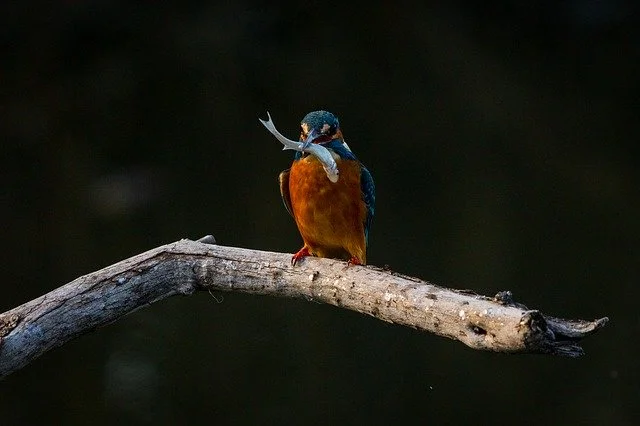 Dr. Salim Ali Bird Sanctuary