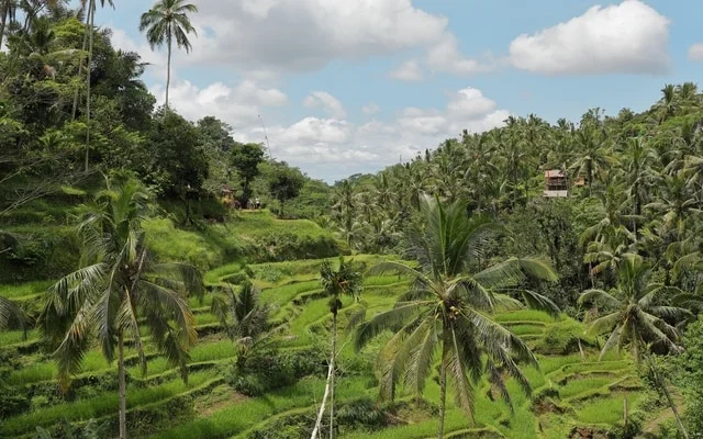 Tegalalang Rice Terraces