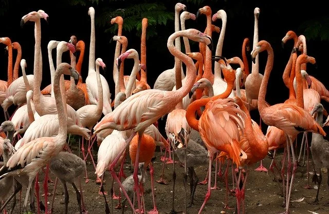 Ras-Al-Khor-Wildlife-Sanctuary