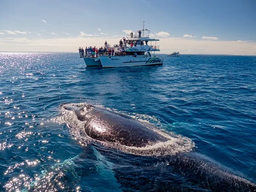 Blue-Dolphin-Marine-Tours-Hervey-Bay