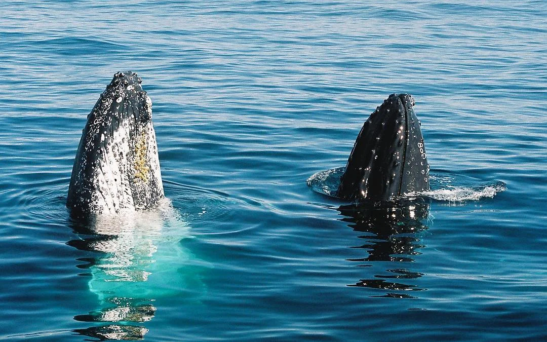 Whale-Watching-in-Hervey-Bay