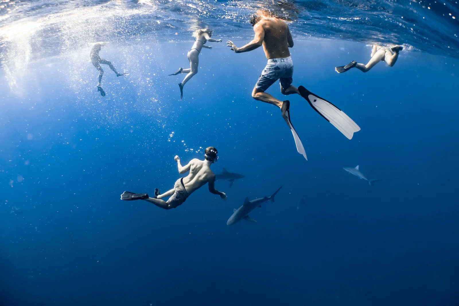 Swim-with-the-sharks