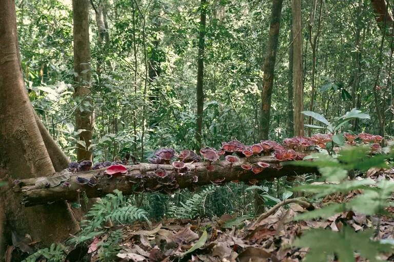 Forest-near-Athirapally-Waterfalls