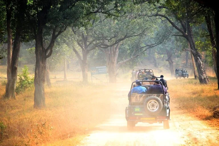 Jungle-Safari-in-Athirapally