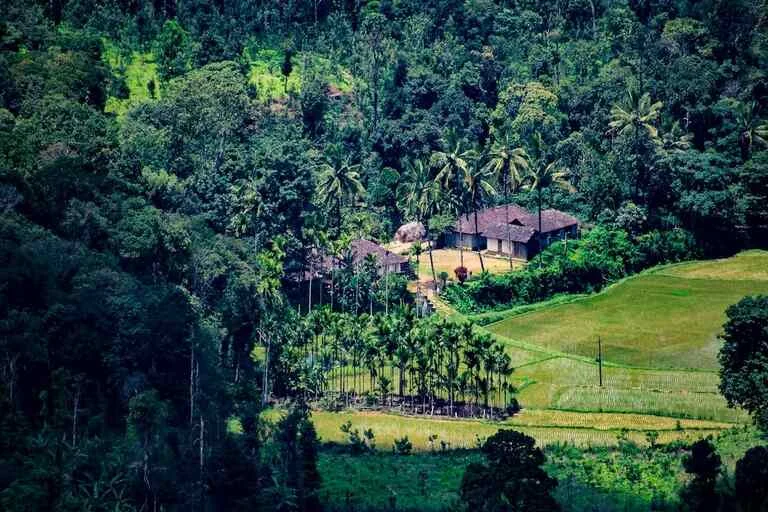 Coorg-Coffee-Plantations-1