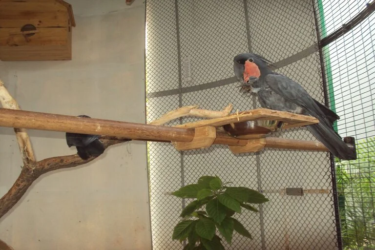 Probosciger-Aterrimus-at-Bird-Park-in-Ramoji-Film-City