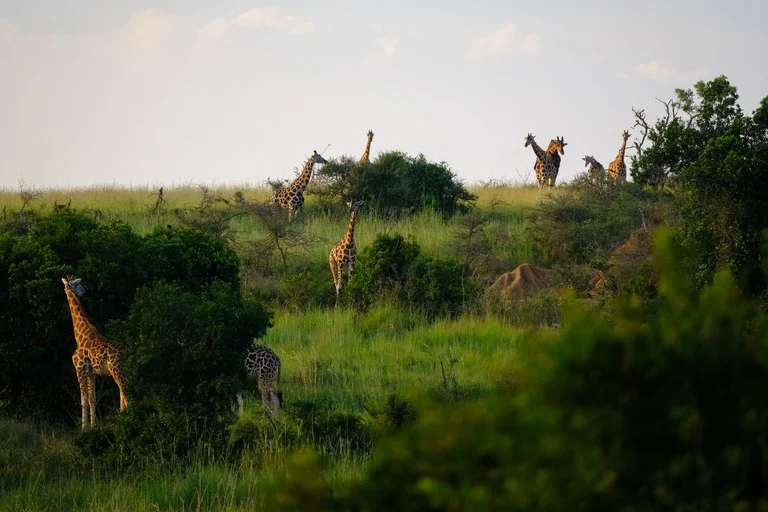 Bannerghatta National Park