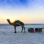 Everything you need to know about Rann Utsav