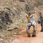 Lesser-Known Wildlife Sanctuaries and Tiger Reserves in India