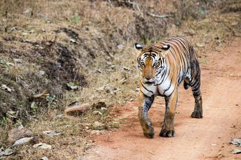 Lesser-Known Wildlife Sanctuaries and Tiger Reserves in India