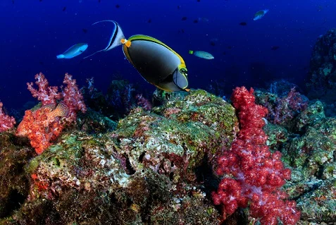 Andamans, the islands where undulating waves touch the serene shores