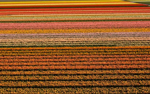 Amsterdam Tulip Festival – Netherlands