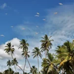 Things to do in Sri Lanka