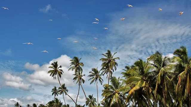 Things to do in Sri Lanka