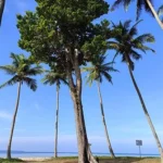 andaman_first_1