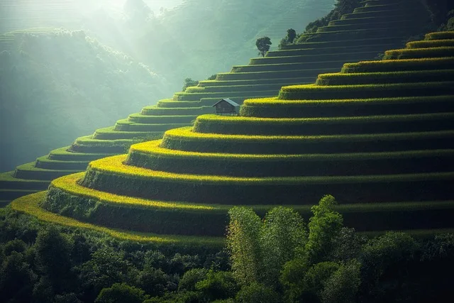 rice-plantation-1822444_640