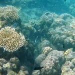Revisit the history of human race with the history of India, go Andamans