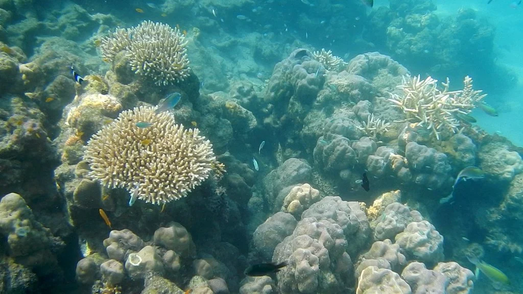 Revisit the history of human race with the history of India, go Andamans