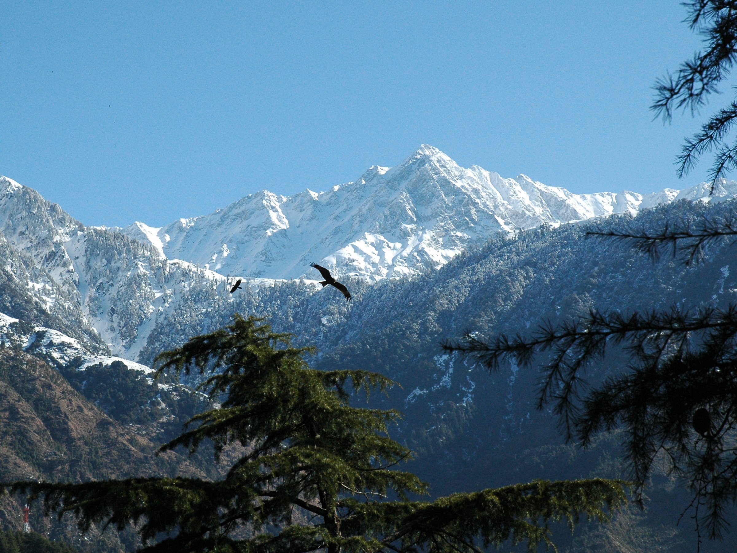 Dhauladhars Eagles
