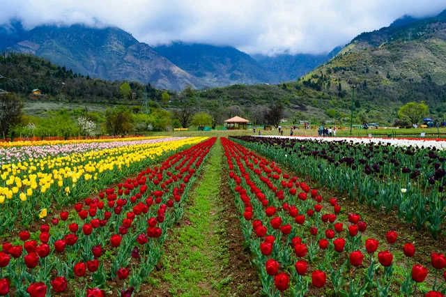 Tulip Festival in Kashmir