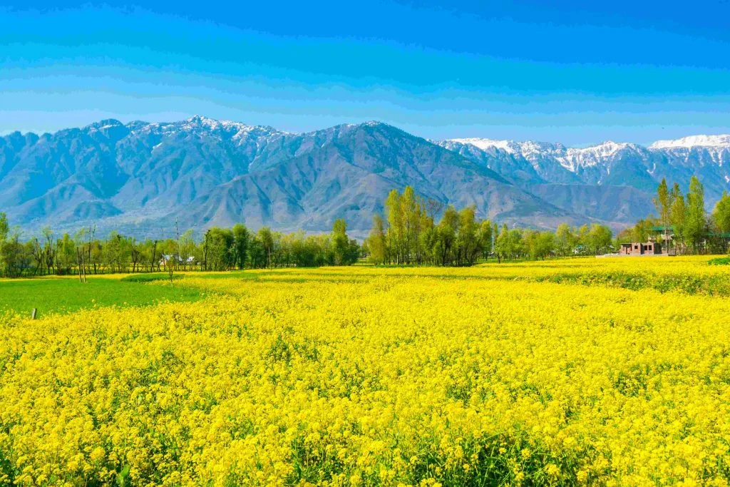 Valley Of Flowers – Uttarakhand