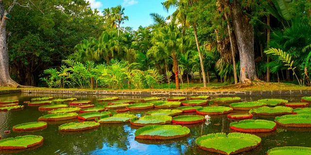 Visit the Pamplemousse Botanical Garden