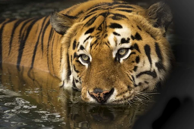 Bandhavgarh National Park