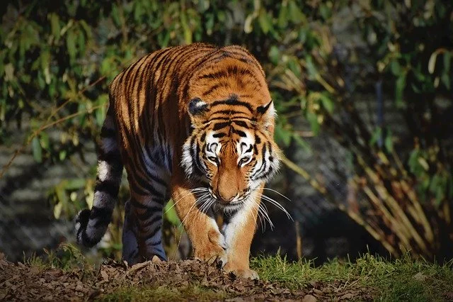 Bandipur National Park, Karnataka