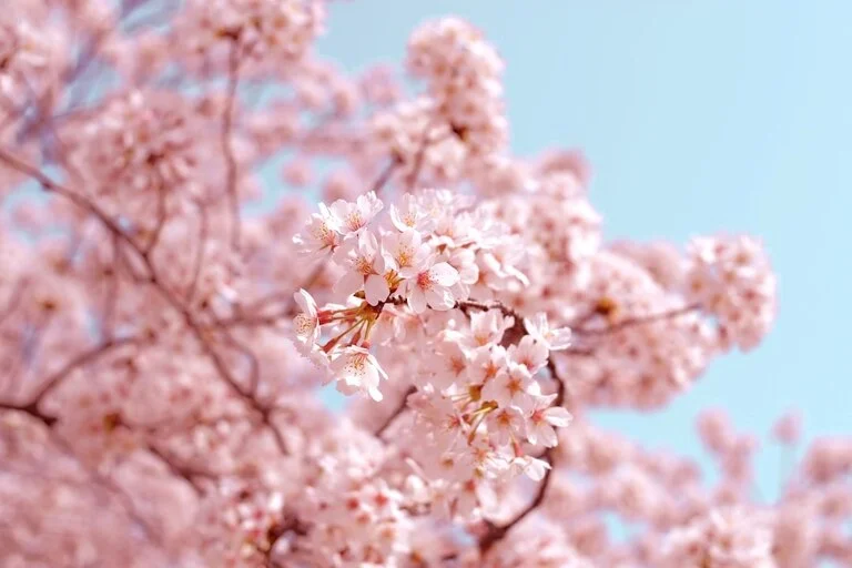 Japan During Cherry Blossom Season