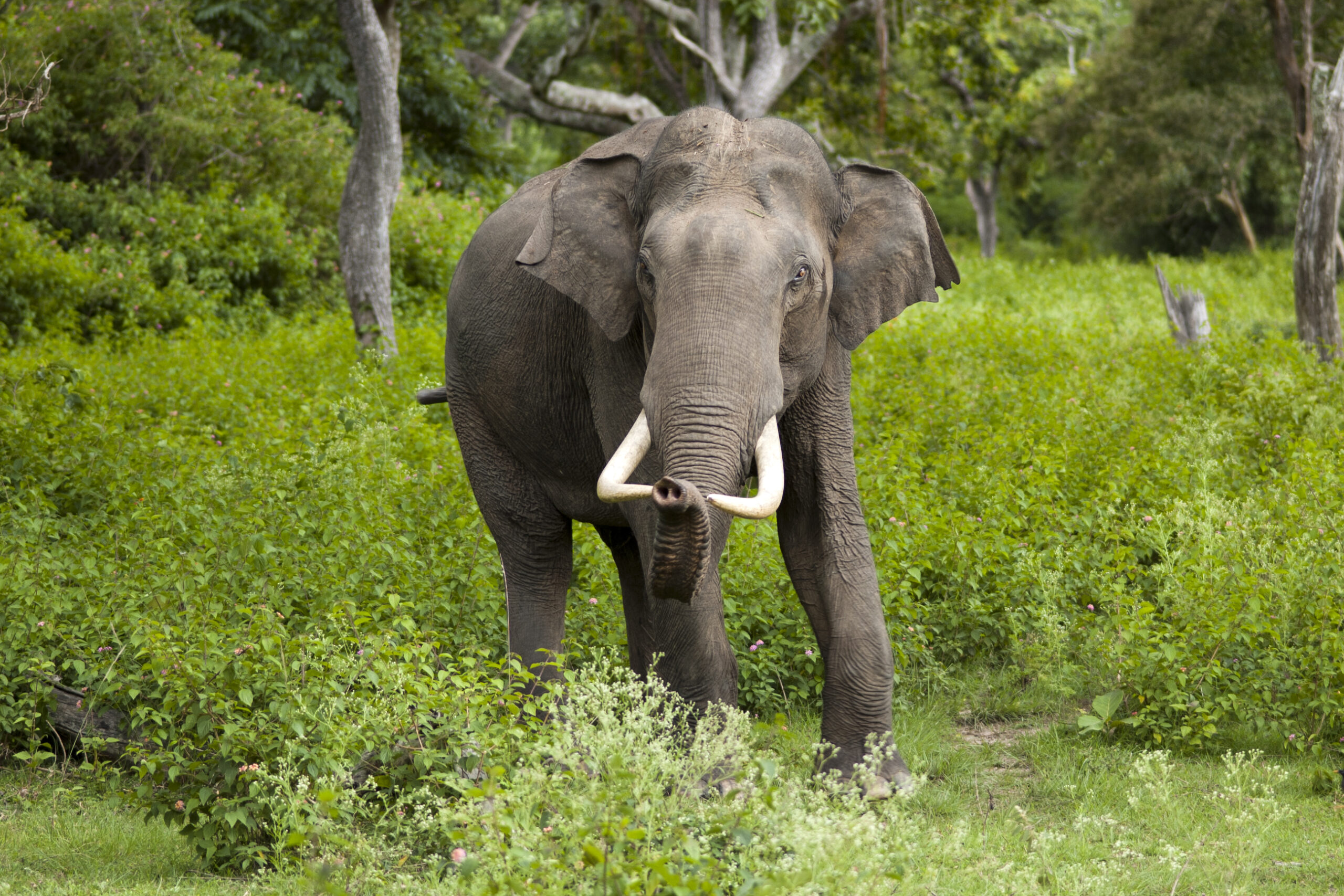Elephant Safari Park