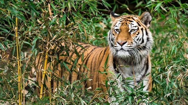 Kanha National Park, Madhya Pradesh