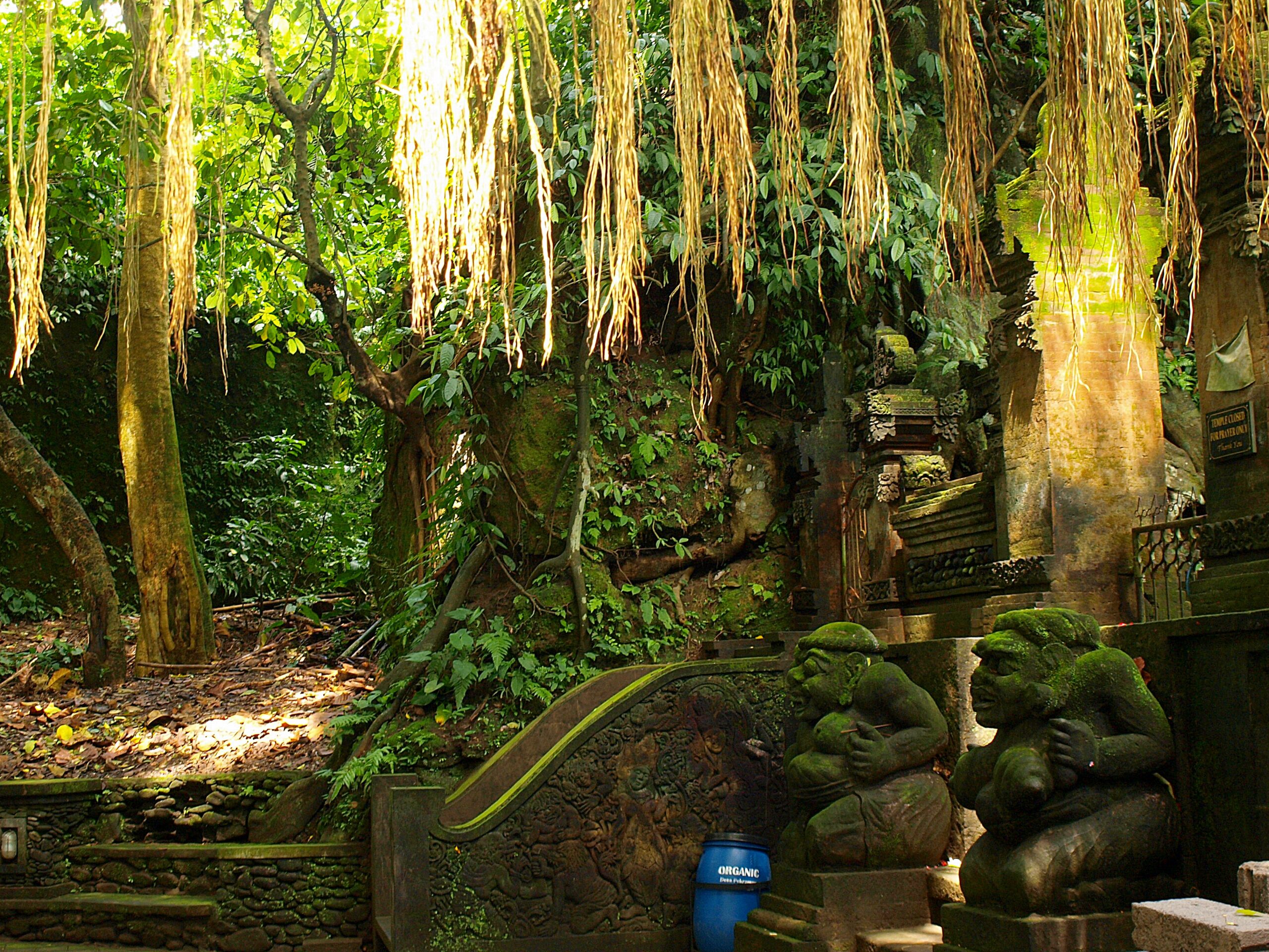Monkey_Forest