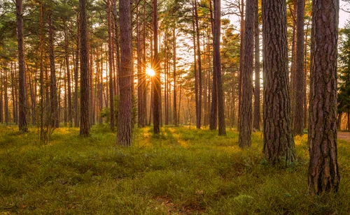 Pine Forest