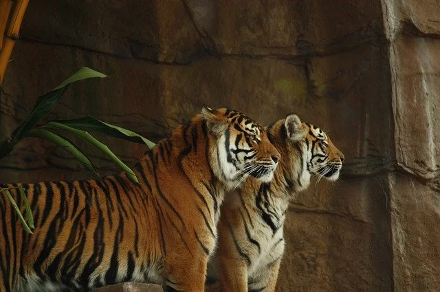 Ranthambore National Park, Rajasthan