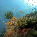 Andaman