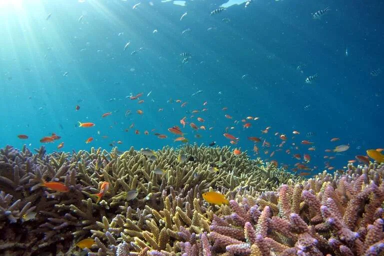 Koh Tao
