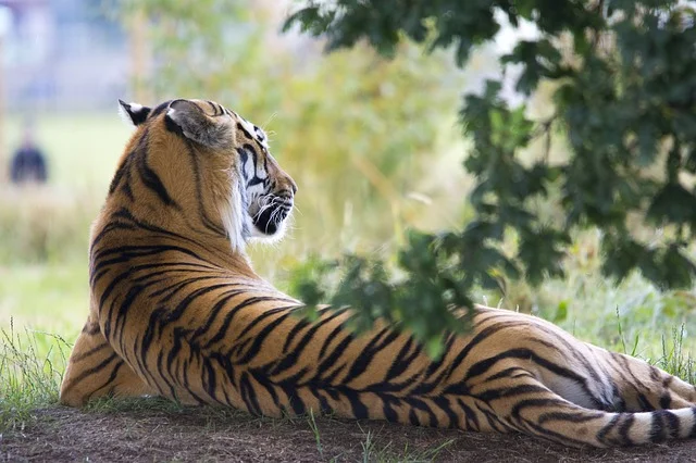 Tadoba National Park, Maharashtra