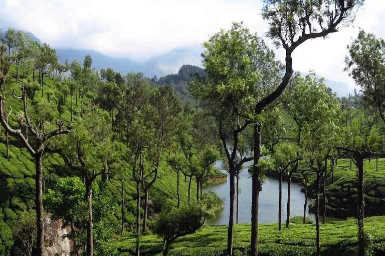 Tall Trees Resort
