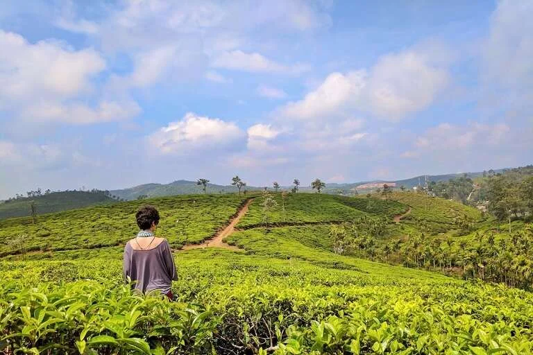 Tea Country Resort