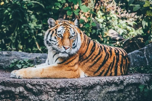 Tiger Spotting in India